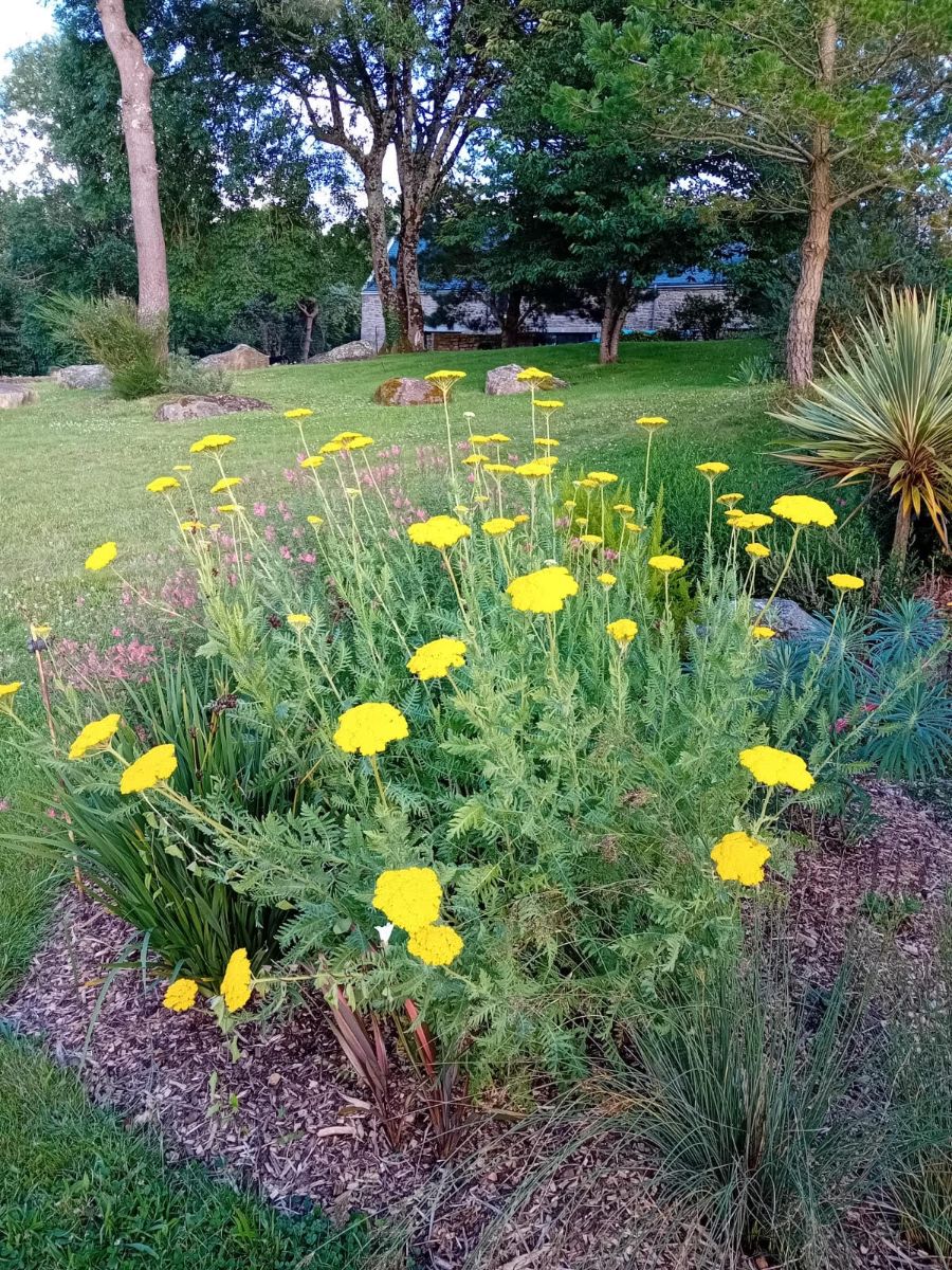 Jardin fleuri