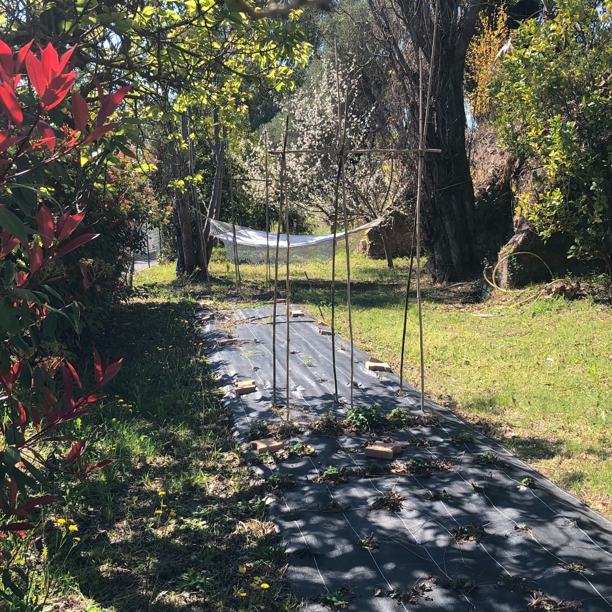 Jardin et son coin potager Jardin et son coin potager