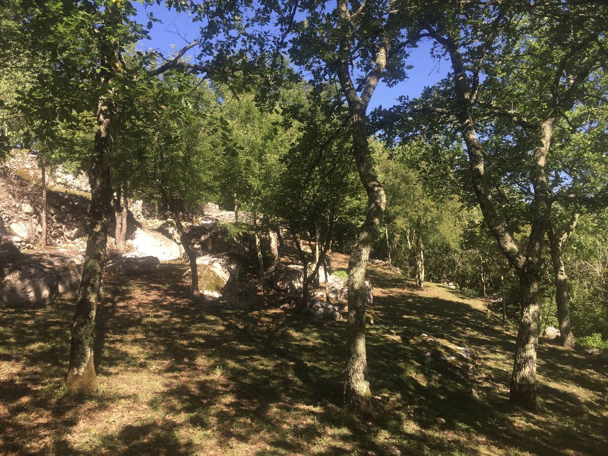 A l'ombre des chênes A l'ombre des chênes