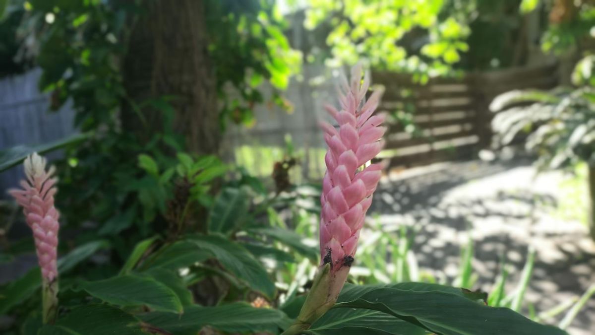 Alpinia