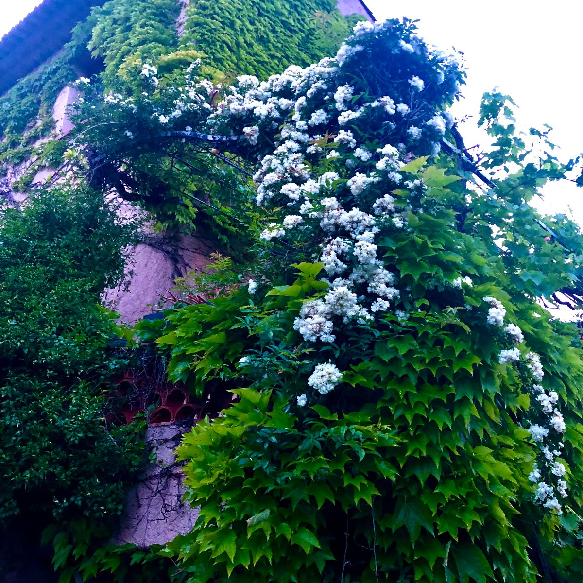 Pignon de maison du bas du jardin Pignon de maison du bas du jardin